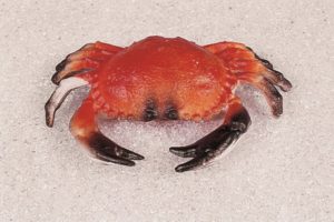 CRABE MM