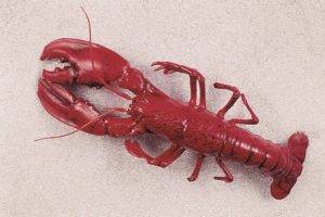 HOMARD GM