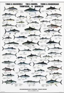 AFFICHE GUIDE DES DIFFÉRENTES ESPÈCES
